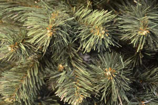 Mesterséges karácsonyfa Christmas Deluxe by Sersimo, fa törzsű talppal, Nature, 220 cm - Image 11