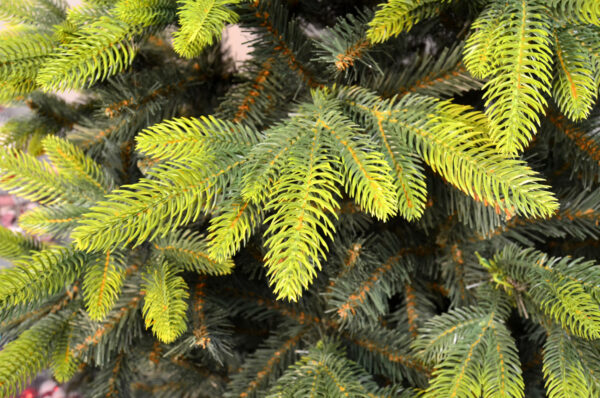 Mesterséges karácsonyfa Christmas Deluxe by Sersimo, Everest, 2D és 3D tűkeverék, 280 cmPARAMÉTEREK:  – Tű anyaga: PE + PVC – Fa magassága: 280 cm – Ágak színe: zöld, barna elemekkel – Átmérő a legszélesebb ponton: kb. 155 cm – Talp magassága: 16 cm – Talp színe: sötétzöld – Talp átlós szélessége: 50 cm – Távolság a talp lábai között: 35 cm – Gumitalpak a lábakon a padló védelme érdekében – 3 ezüstzár az alapon a stabilitás érdekében – Ágszintek száma: 19 + csúcs – Ágak száma: 104 – Elágazások száma: PE (3D tűk) – 393, PVC (2D tűk) – 866 – A korona elemeinek száma: 3 darab – Összeszerelést igényel – Európai Unióban gyártva  EGYEDI KARÁCSONYFA EGYEDI KARÁCSONYRA  Mi lehet varázslatosabb, mint a karácsony egyedülálló hangulata? Valószínűleg egyikünk sem kételkedik abban, hogy egy gyönyörűen feldíszített karácsonyfa a legfontosabb eleme ennek a varázslatos ünnepi atmoszférának. Hiszen a karácsonyfa közös díszítésének éves családi rituáléja az egyik legemlékezetesebb pillanat, amely sok szép emléket idéz fel. A bemutatott karácsonyfa egyedi módon, mégis ismerősen és szeretetteljesen tükrözi a karácsony varázsát, kiemelve annak melegségét és családi hangulatát.  FEDEZZE FEL KARÁCSONYFÁNK ELŐNYEIT: – precíz kivitelezés, amely ötvözi a tartósságot és az eleganciát – nagy ág- és tűsűrűség – egyenletes tűeloszlás az egész ágon – hézagok nélkül – szabad hely az alsó ág alatt az ajándékok számára – az ágak többféleképpen formálhatók – változatos és élethű ágvégek – a tűk színe tökéletesen utánozza a természetes fenyőt – a különböző magassági szinteken eltérő ágrendszer – vastag és tartós drótok – az egész szerkezet megbízhatósága – a fa szinte megkülönböztethetetlen a valódi fenyőtől - Image 4