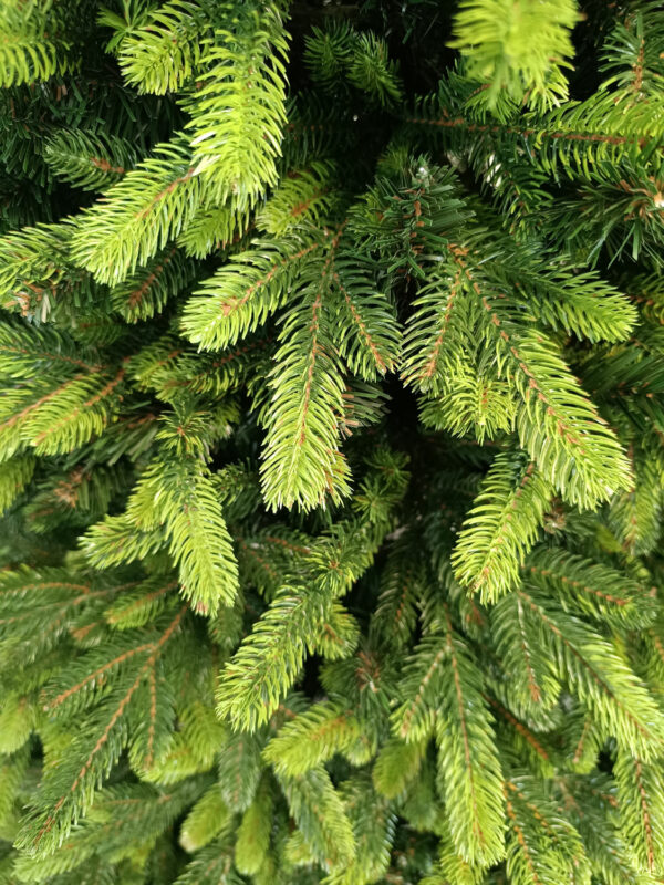 Műfenyő Christmas Deluxe by Sersimo, Carpati zöld csúcsú, 2D+3D, 210 cm - Image 10