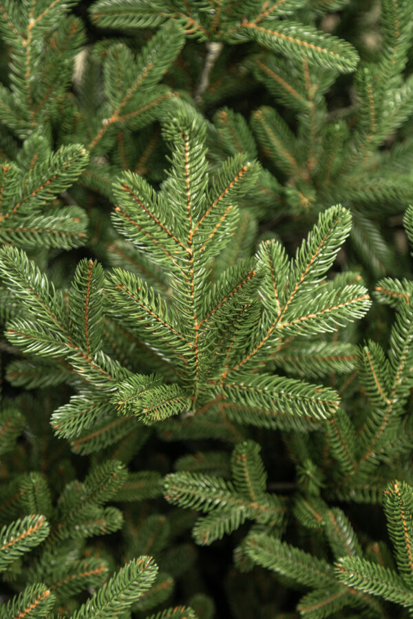 Mesterséges karácsonyfa Christmas Deluxe by Sersimo, Vienna Select, teljesen 3D, 230 cm - Image 8
