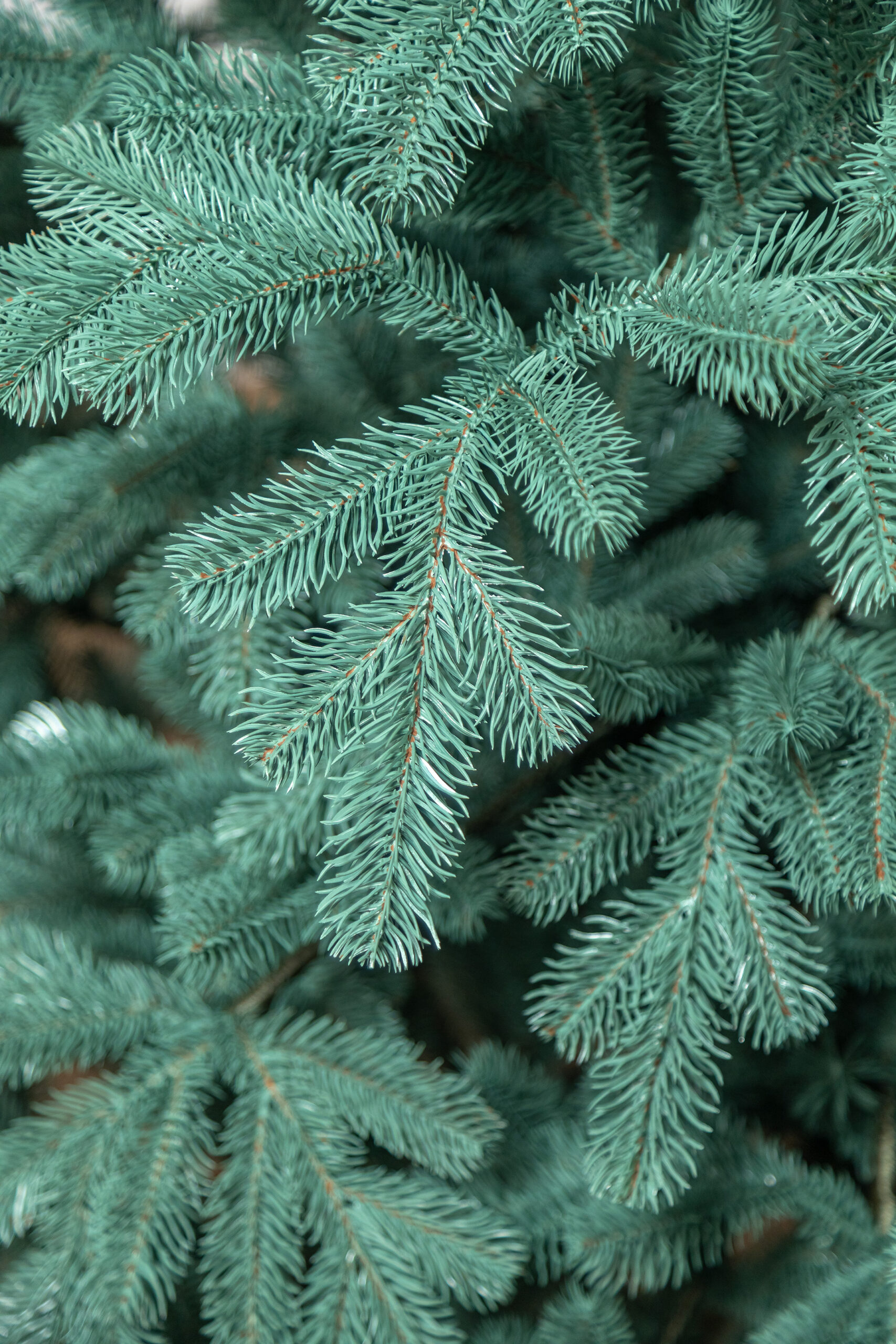 Brad artificial Christmas Deluxe by Sersimo, Kovalivka Select argintiu, integral 3D, 210cm - Image 12