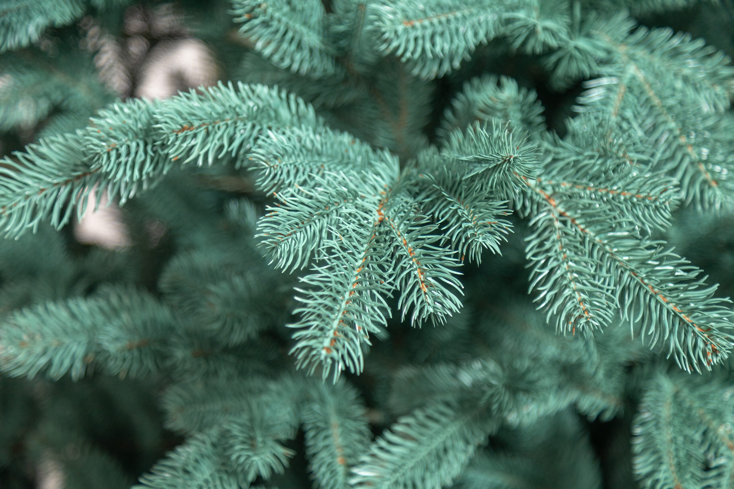 Brad artificial Christmas Deluxe by Sersimo, Kovalivka Select argintiu, integral 3D, 210cm - Image 13
