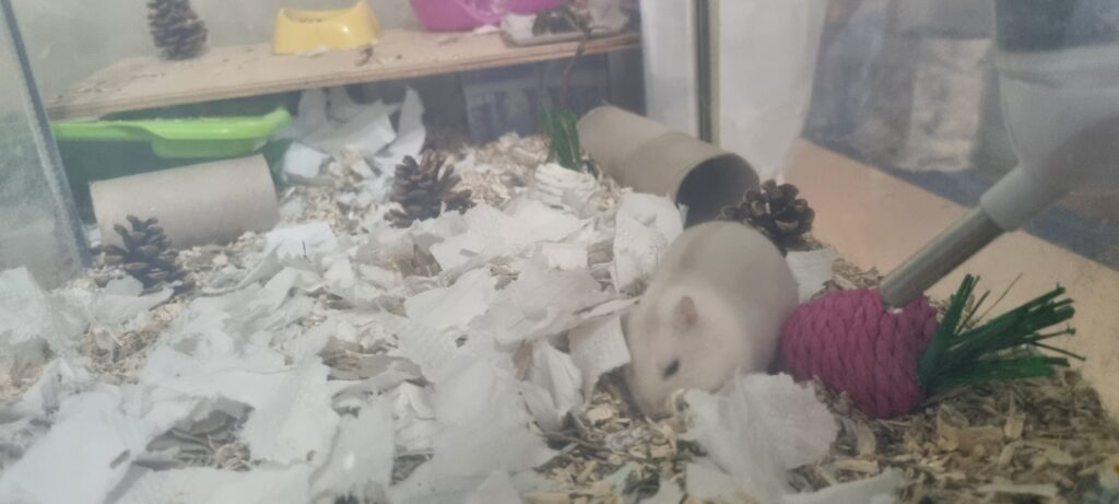 Image #3 from Nicoleta