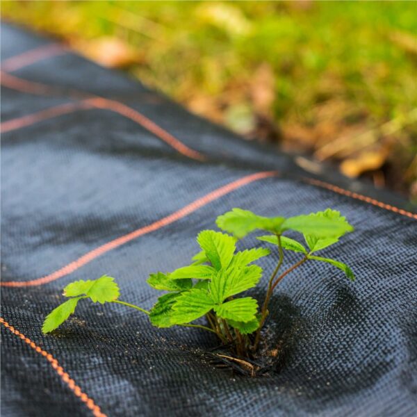 Folie agrotextil, mulcire, antiburuieni, filtru UV, 100 x 0.8metri, 90g/m2, negru - Image 7