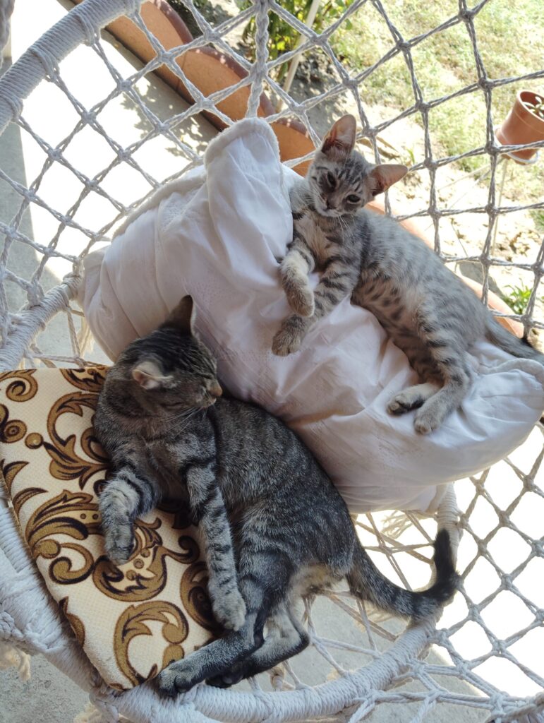 Image #2 from Laurențiu