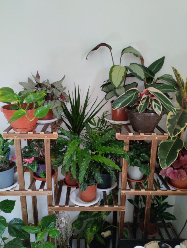 Image #1 from Mariana