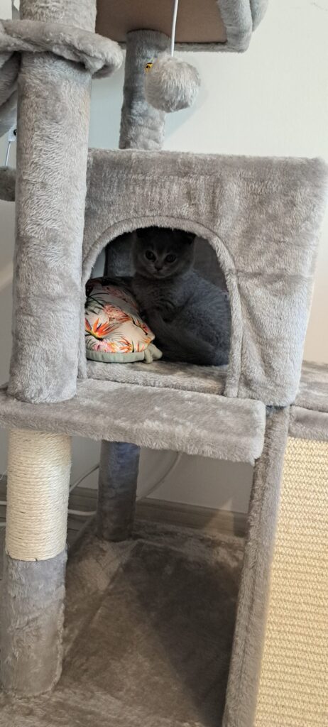 Image #2 from Veronica