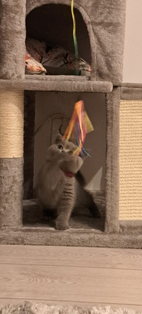 Image #3 from Veronica