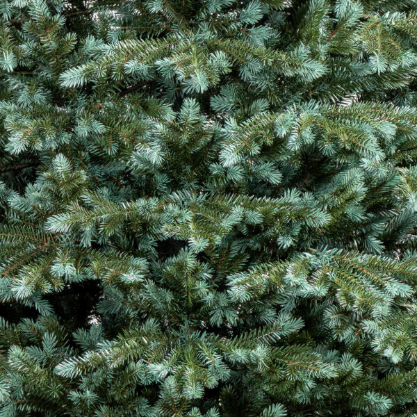Műkarácsonyfa Christmas Deluxe by Sersimo, Alaska zöld–ezüst, teljesen 3D, 230 cm - Image 22