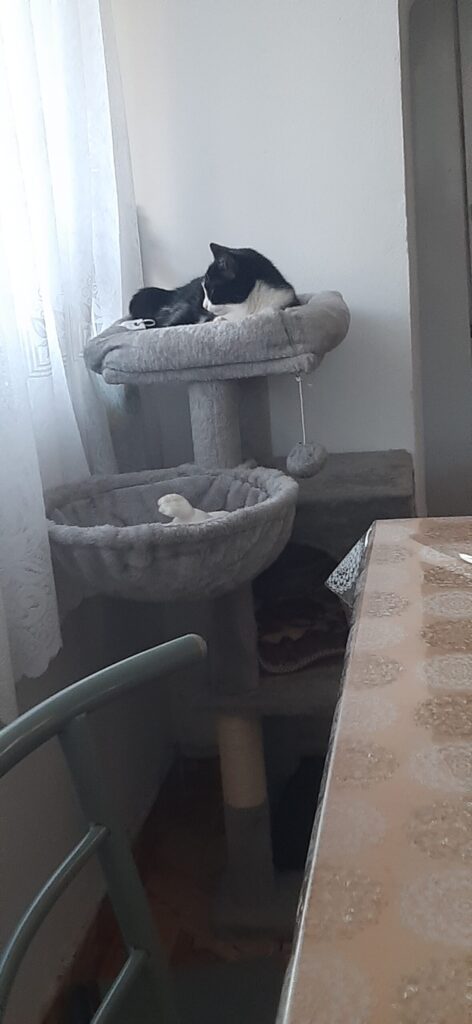 Image #3 from Ștefan