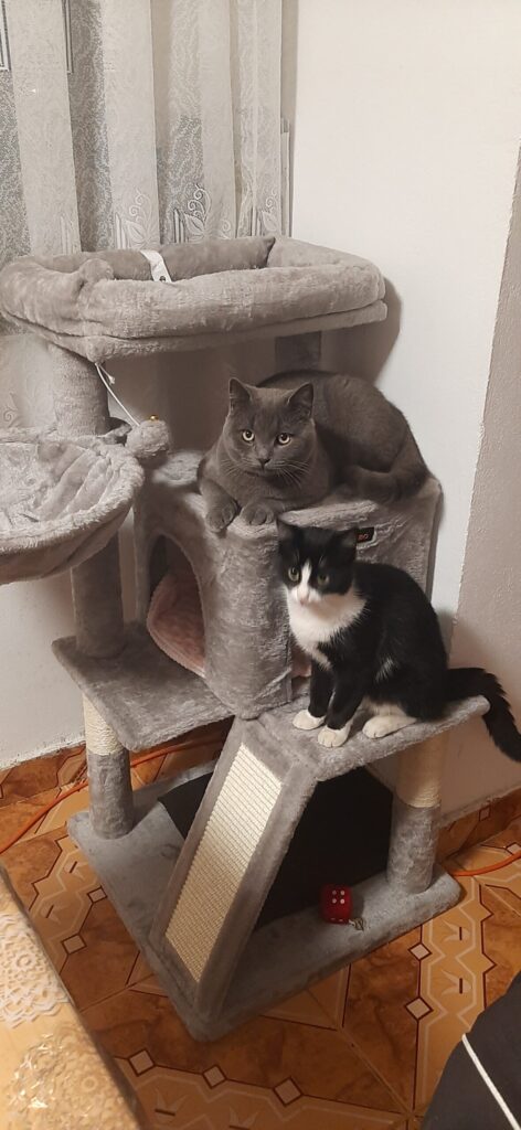 Image #1 from Ștefan