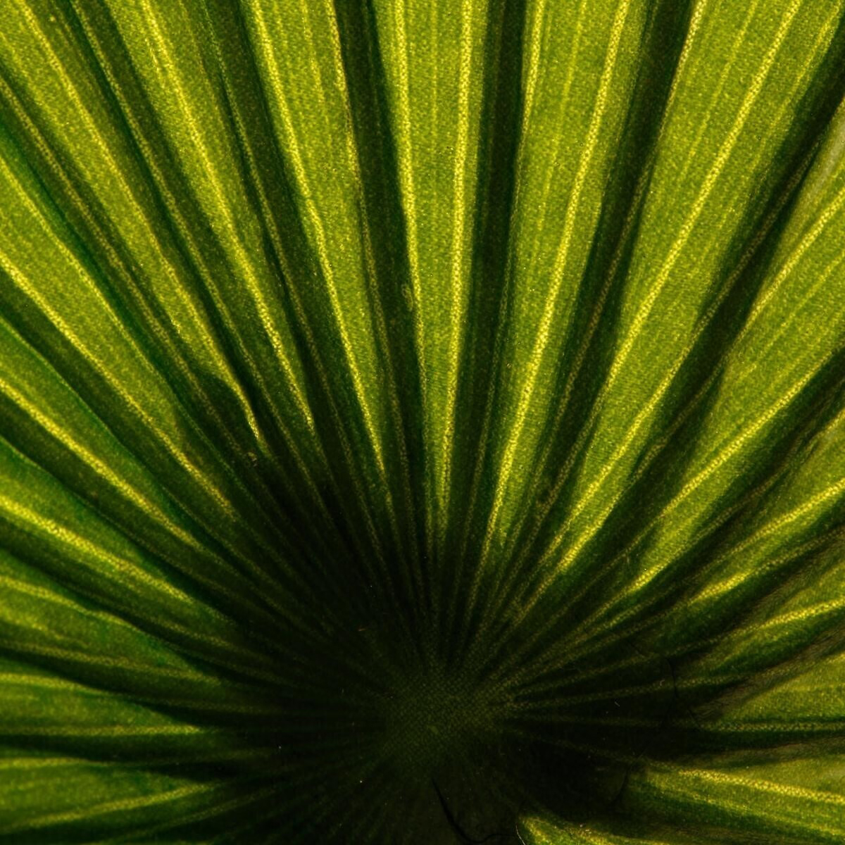 Atmosphera Palmier műnövény cserépben, 110x110x190 cm, zöld - Image 2