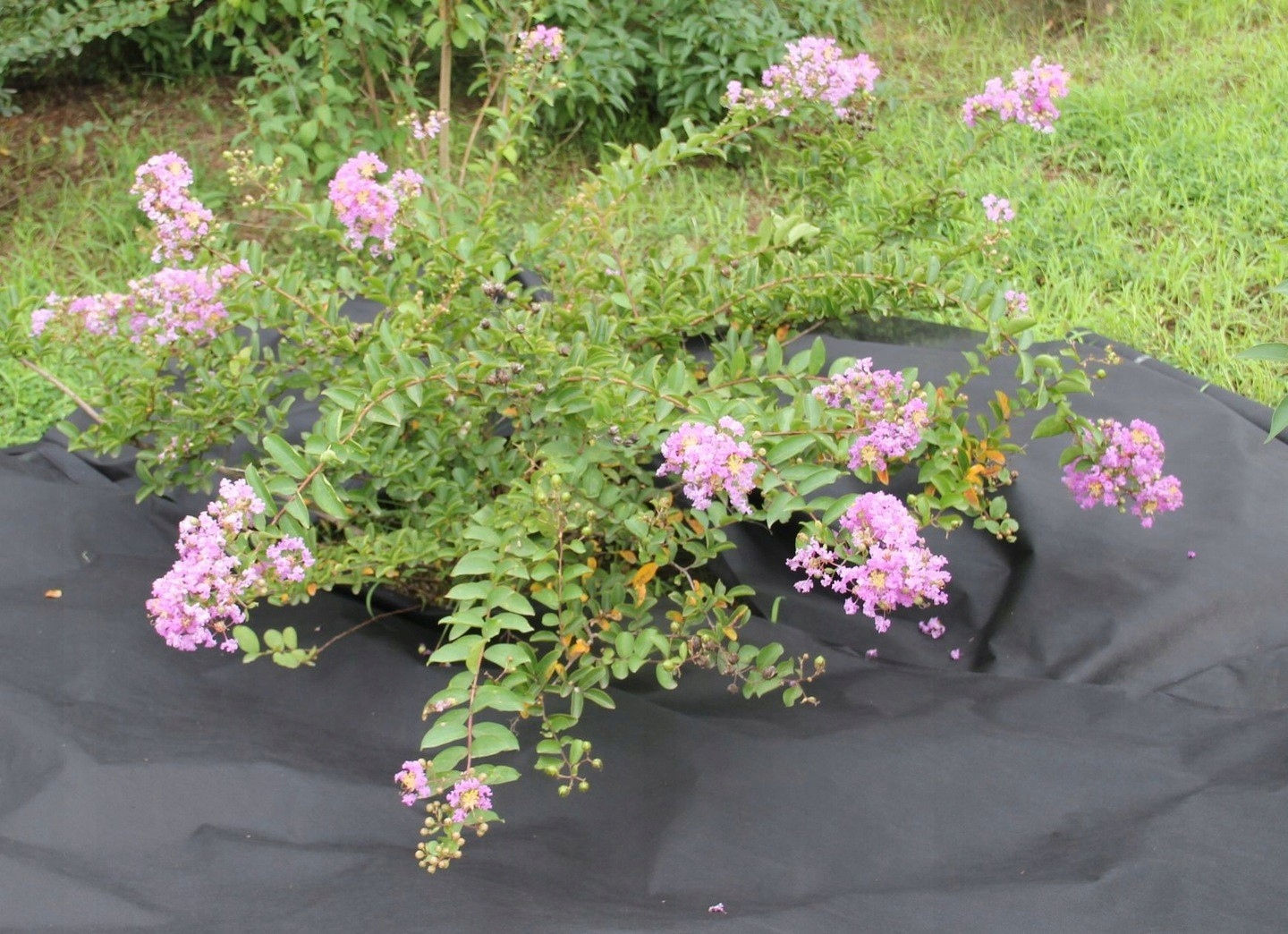 Talajtakaró agrotextil fólia, gyomellenes, UV-szűrővel, 10 x 1 méter, 50 g/m², fekete - Image 2