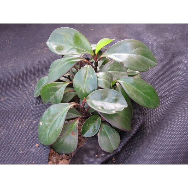 Talajtakaró agrotextil fólia, gyomellenes, UV-szűrővel, 10 x 1 méter, 50 g/m², fekete - Image 3