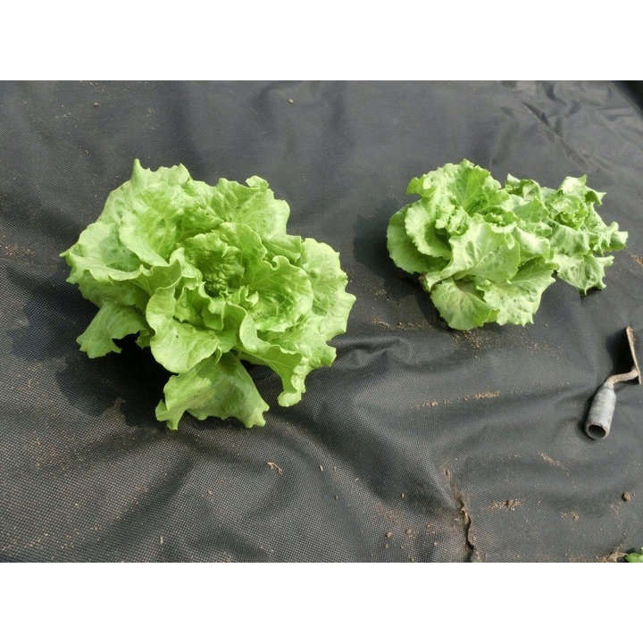 Talajtakaró agrotextil fólia, gyomellenes, UV-szűrővel, 10 x 1 méter, 50 g/m², fekete - Image 4