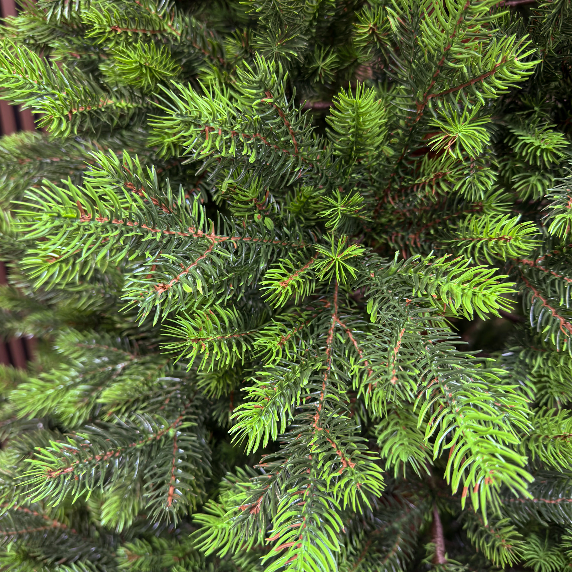 Műfenyő Sersimo, Hollandia, zöld zöld végekkel, teljes 3D, 230 cm - Image 4