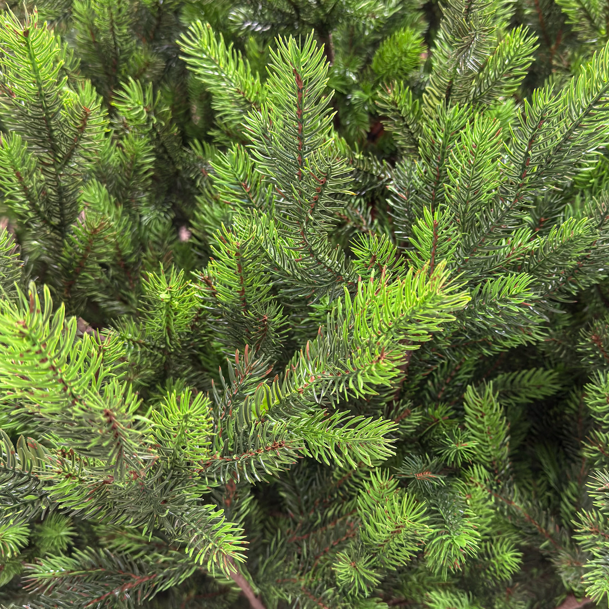 Műfenyő Sersimo, Hollandia, zöld zöld végekkel, teljes 3D, 230 cm - Image 5