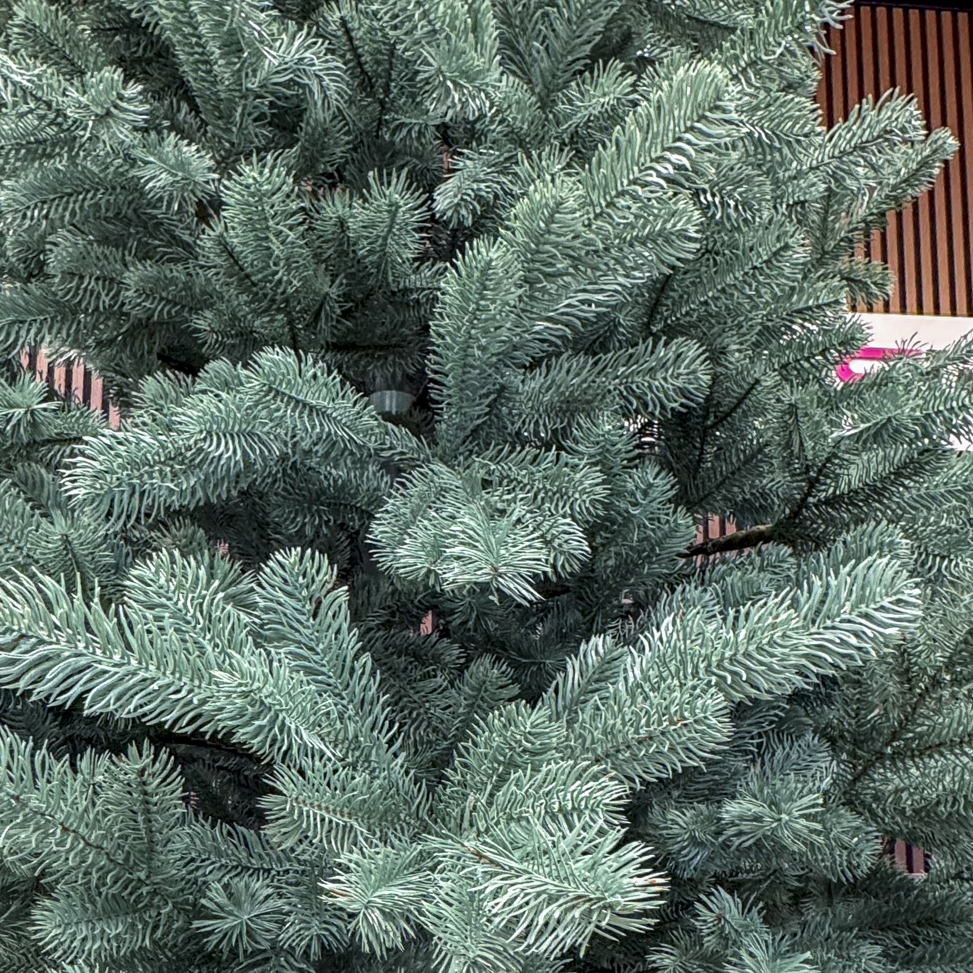 Sersimo Kovalivka Select ezüst műfenyő, Christmas Deluxe, teljes 3D, 230 cm - Image 14