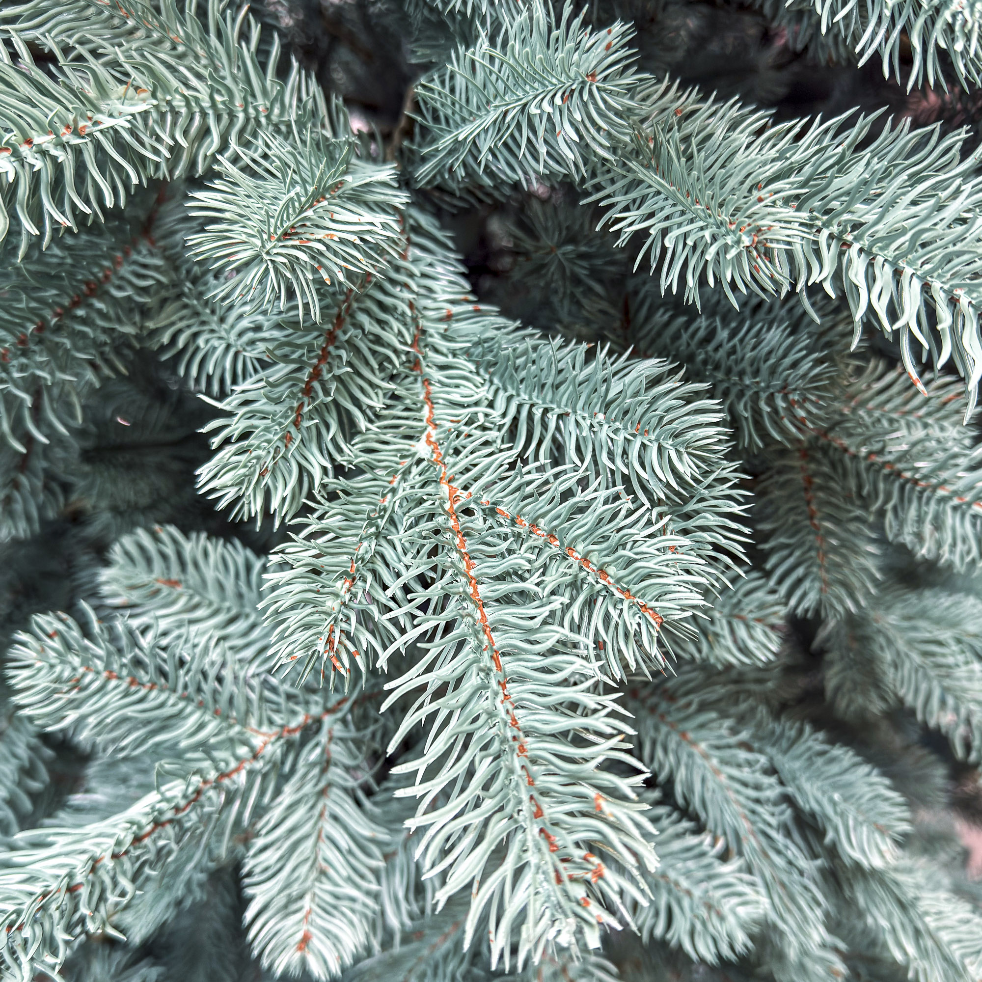 Sersimo Kovalivka Select ezüst műfenyő, Christmas Deluxe, teljes 3D, 230 cm - Image 12