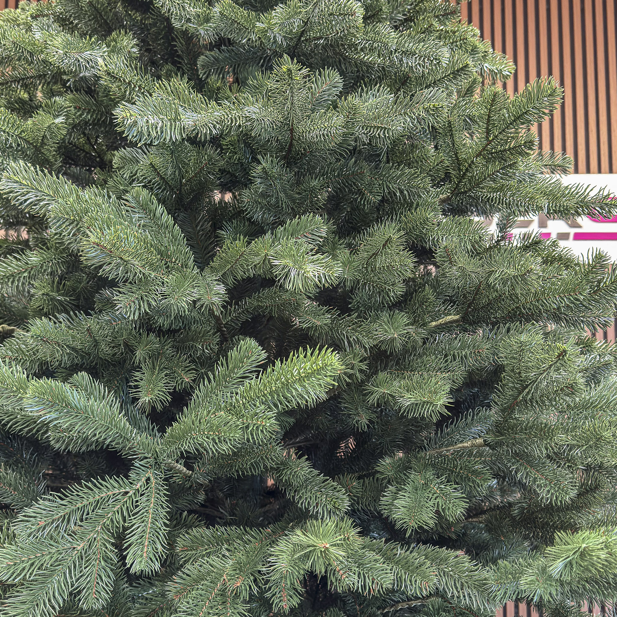 Sersimo Kovalivka Select Deluxe műfenyő, Christmas Deluxe, teljes 3D, 250 cm - Image 3
