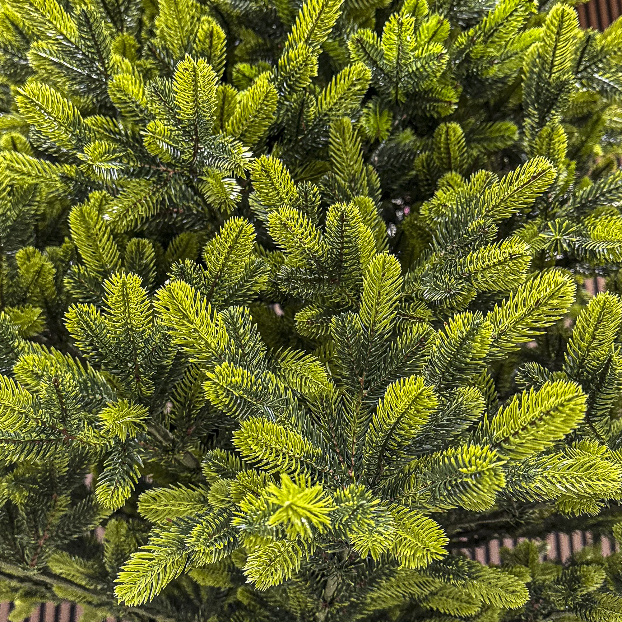 Sersimo Polar Spring Select műfenyő, teljes 3D, 210 cm - Image 17