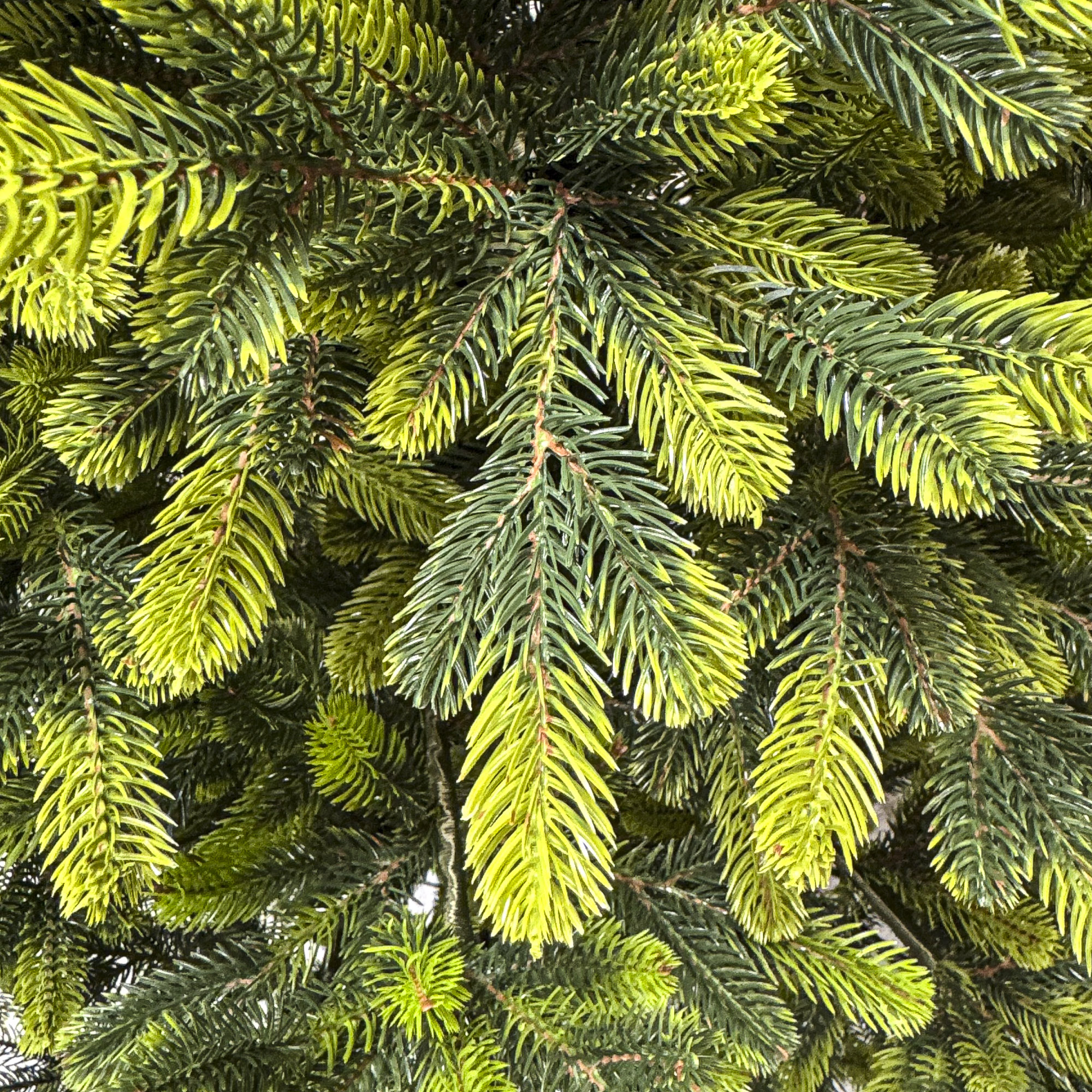 Sersimo Polar Spring Select műfenyő, teljes 3D, 210 cm - Image 19