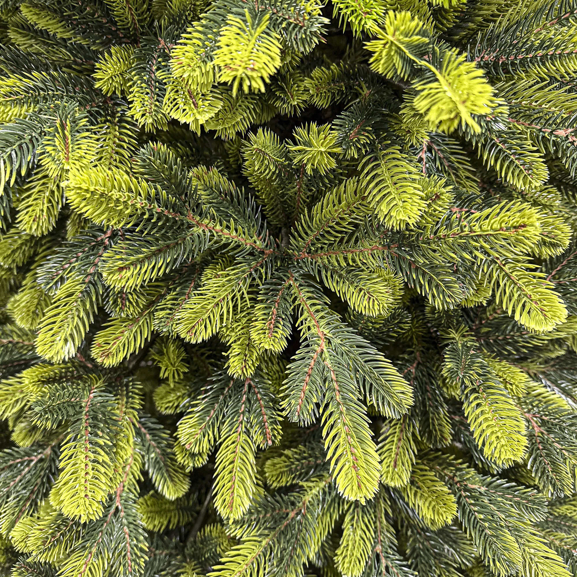 Sersimo Polar Spring Select műfenyő, teljes 3D, 210 cm - Image 21