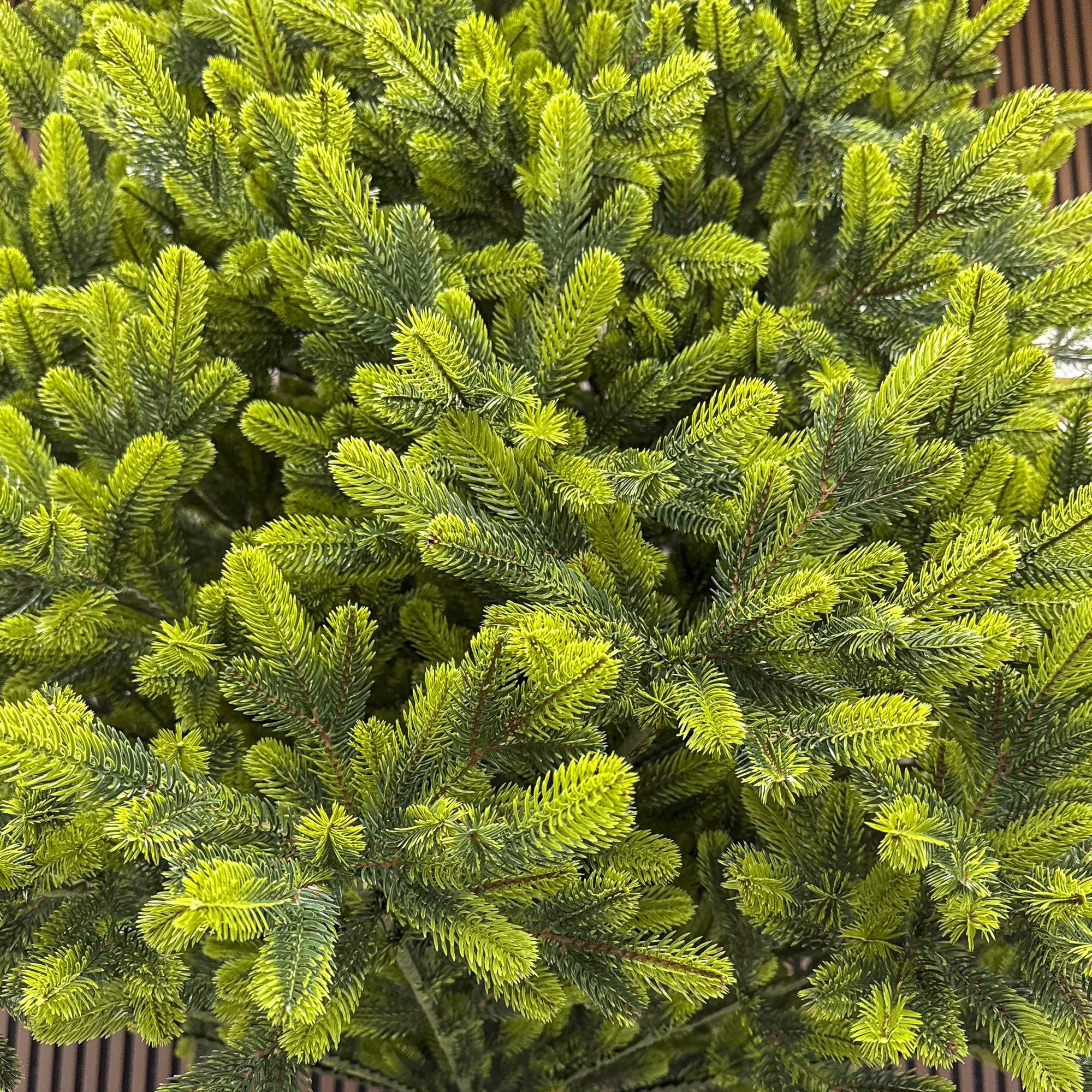 Sersimo Polar Spring Select műfenyő, teljes 3D, 210 cm - Image 8