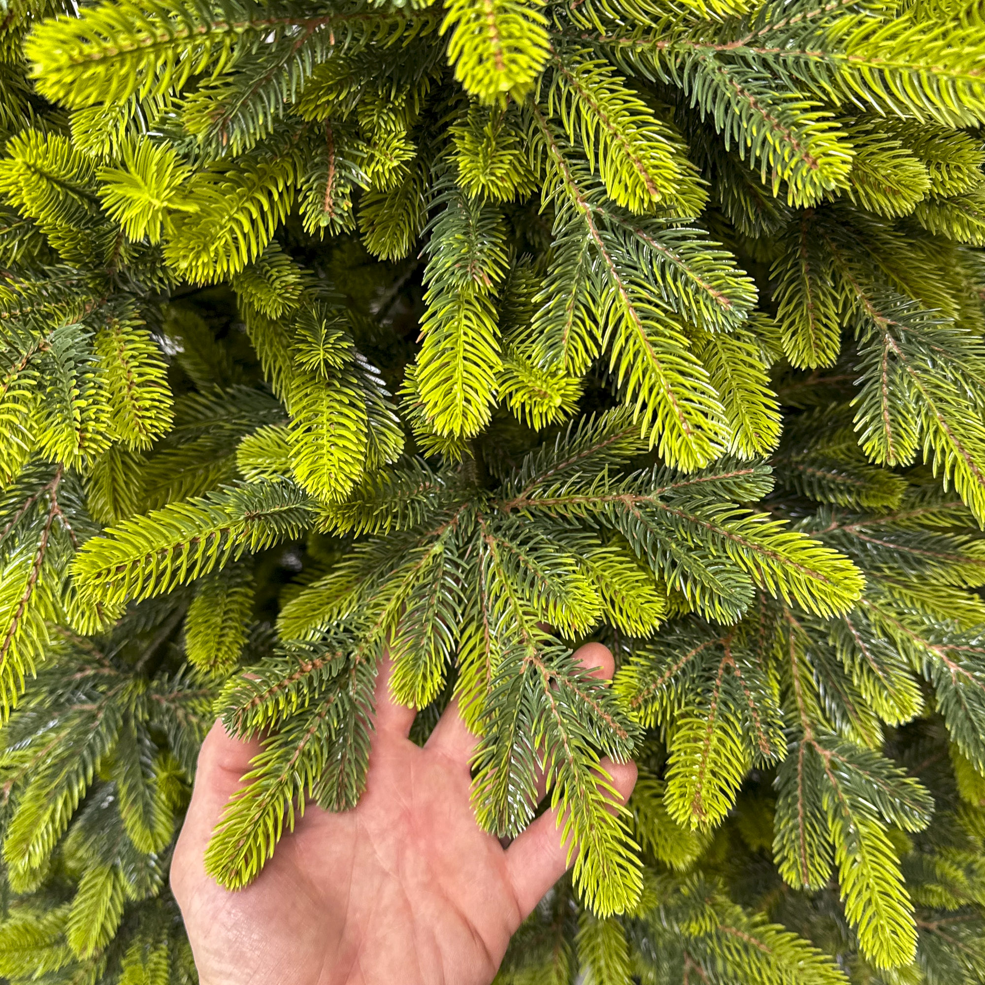 Sersimo Polar Spring Select műfenyő, teljes 3D, 210 cm - Image 11