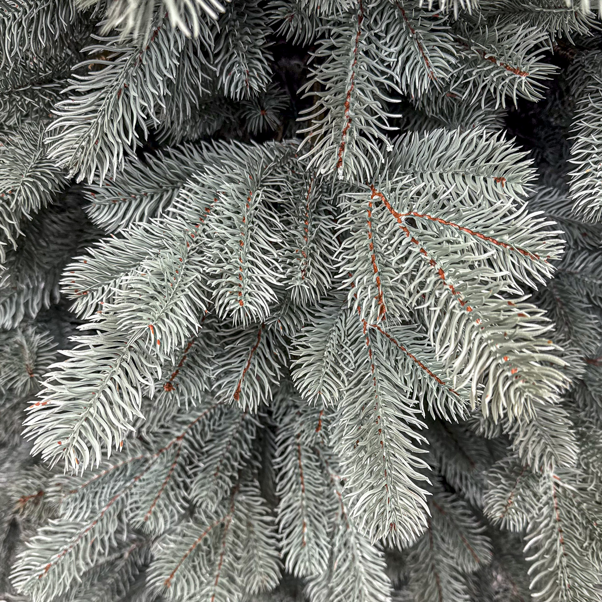 Sersimo Kovalivka Select ezüst műfenyő, Christmas Deluxe, teljes 3D, 230 cm - Image 6