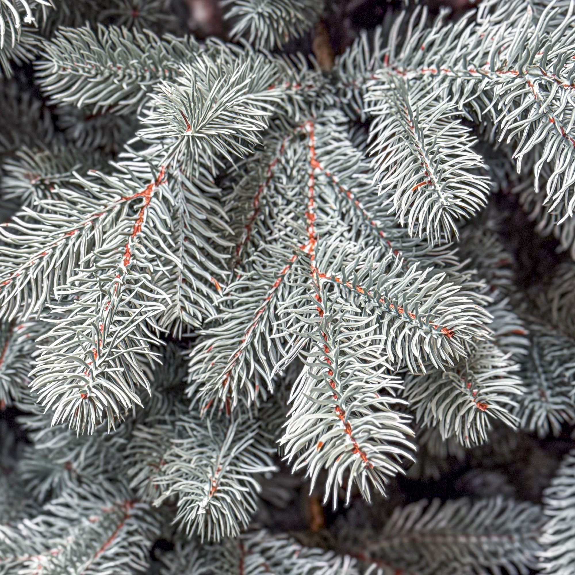 Sersimo Kovalivka Select ezüst műfenyő, Christmas Deluxe, teljes 3D, 230 cm - Image 3