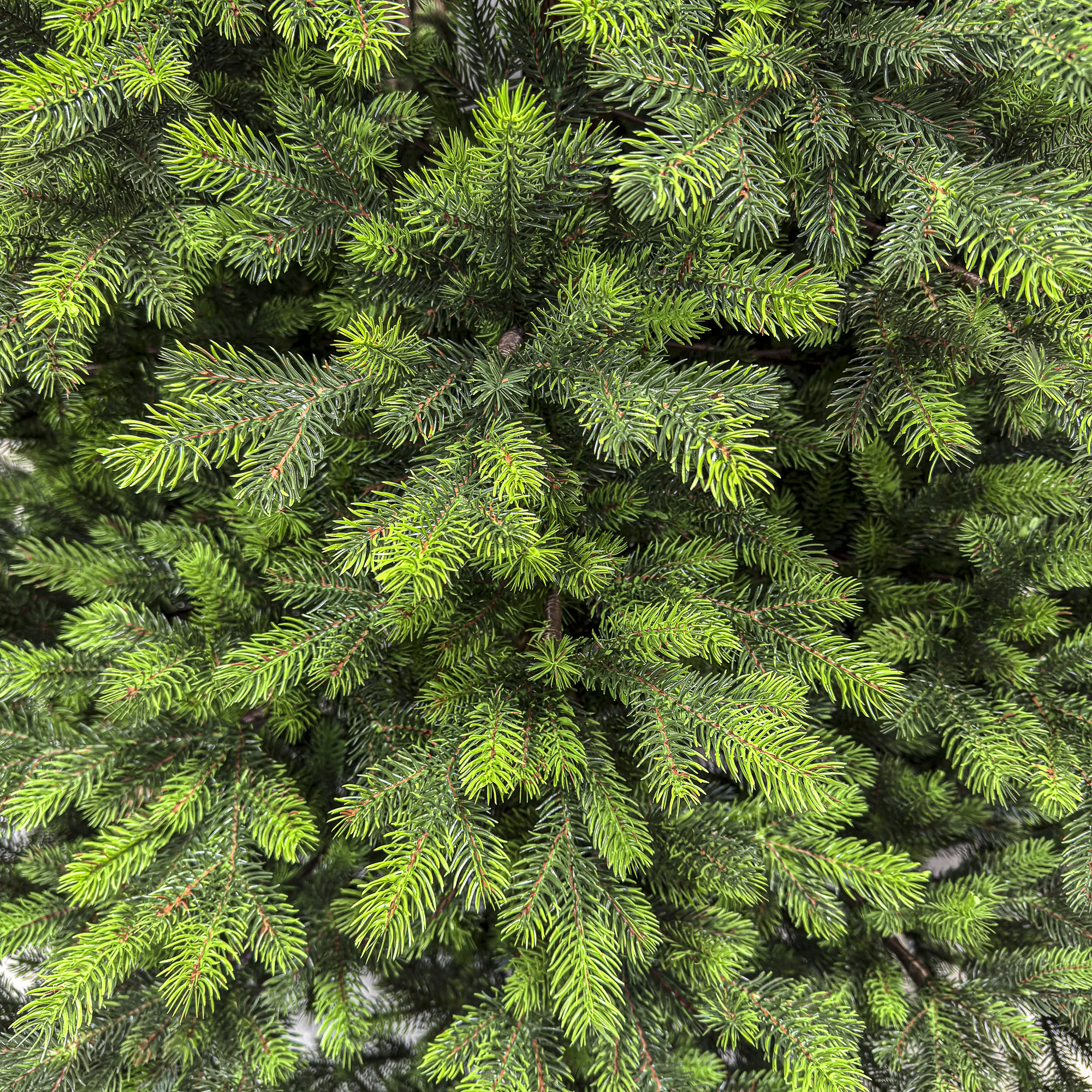 Műfenyő Sersimo, Hollandia, zöld zöld végekkel, teljes 3D, 230 cm - Image 7