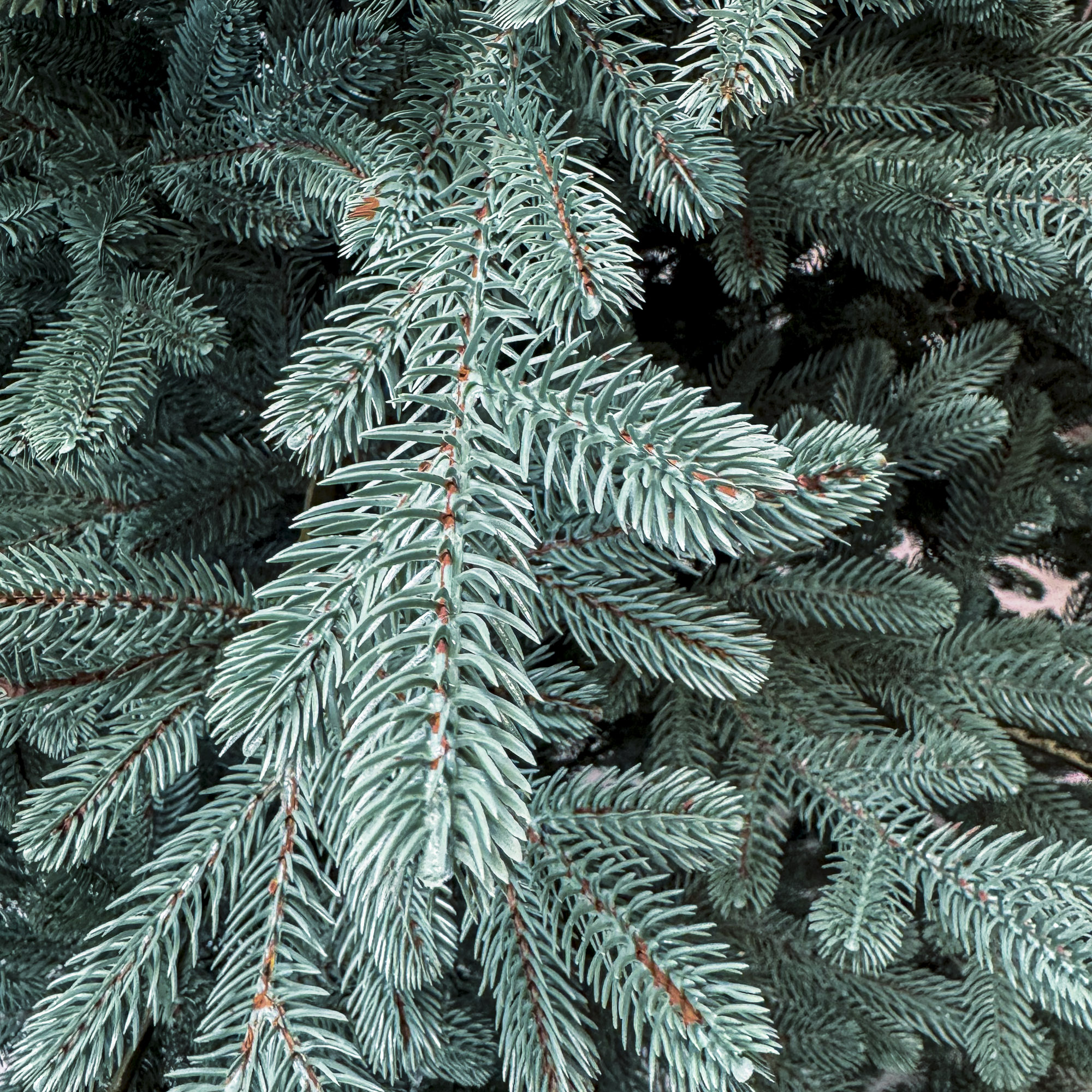Sersimo Viena Select ezüst műfenyő, Christmas Deluxe, teljes 3D, 250 cm - Image 5