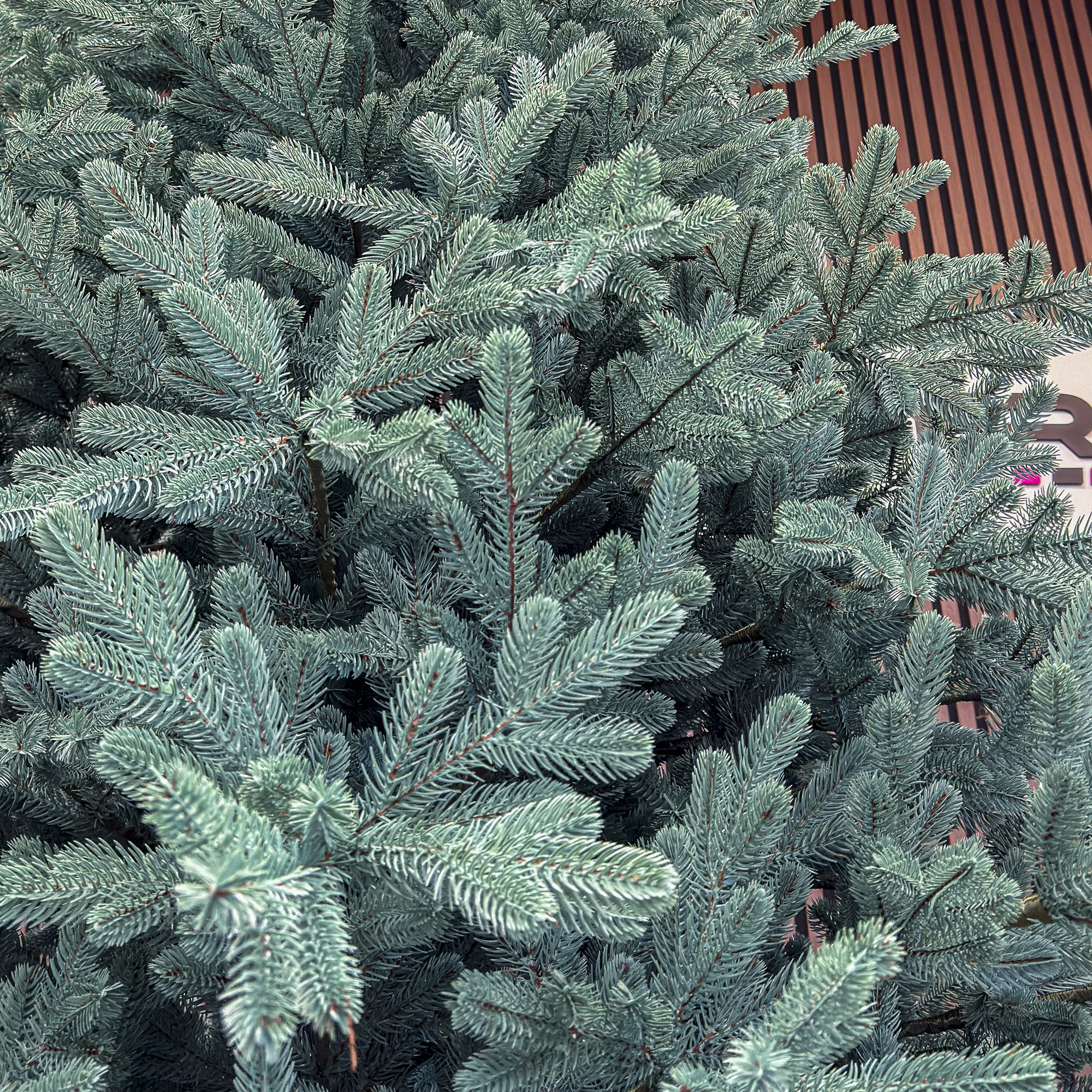 Sersimo Viena Select ezüst műfenyő, Christmas Deluxe, teljes 3D, 250 cm - Image 6