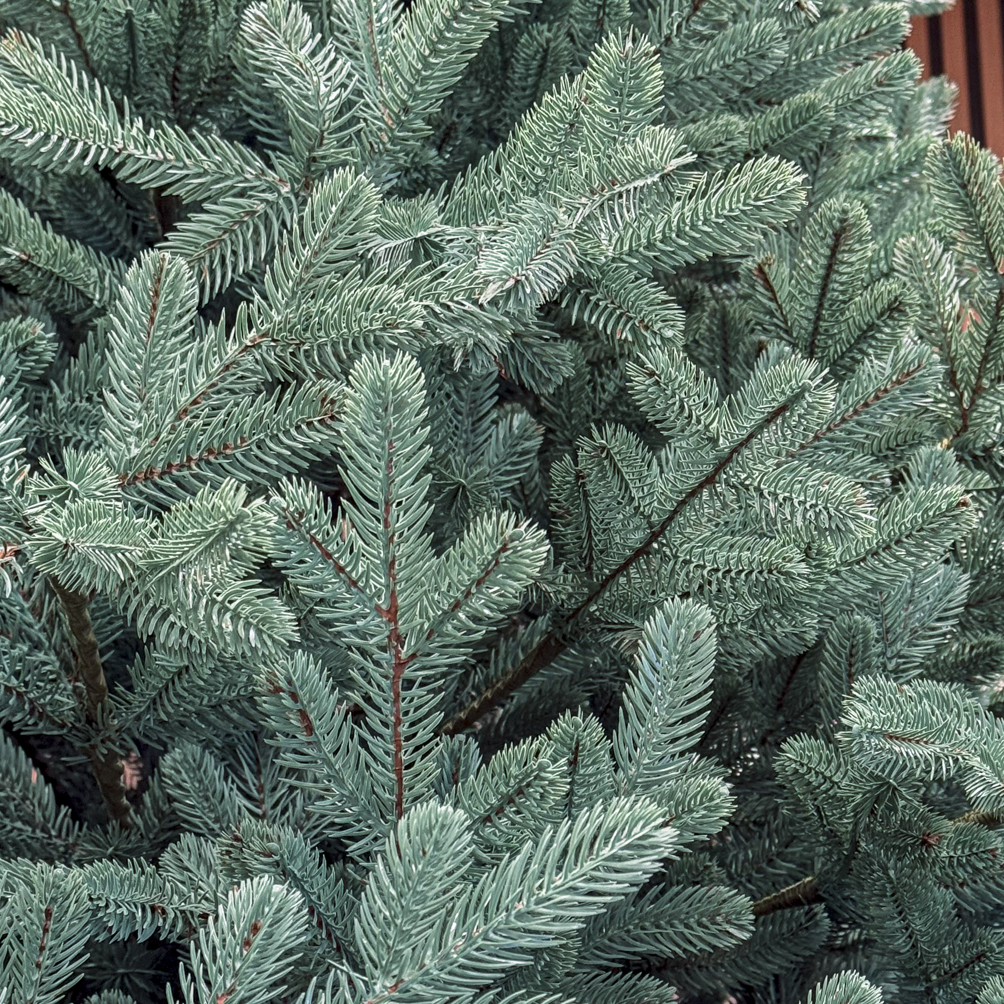 Sersimo Viena Select ezüst műfenyő, Christmas Deluxe, teljes 3D, 250 cm - Image 8