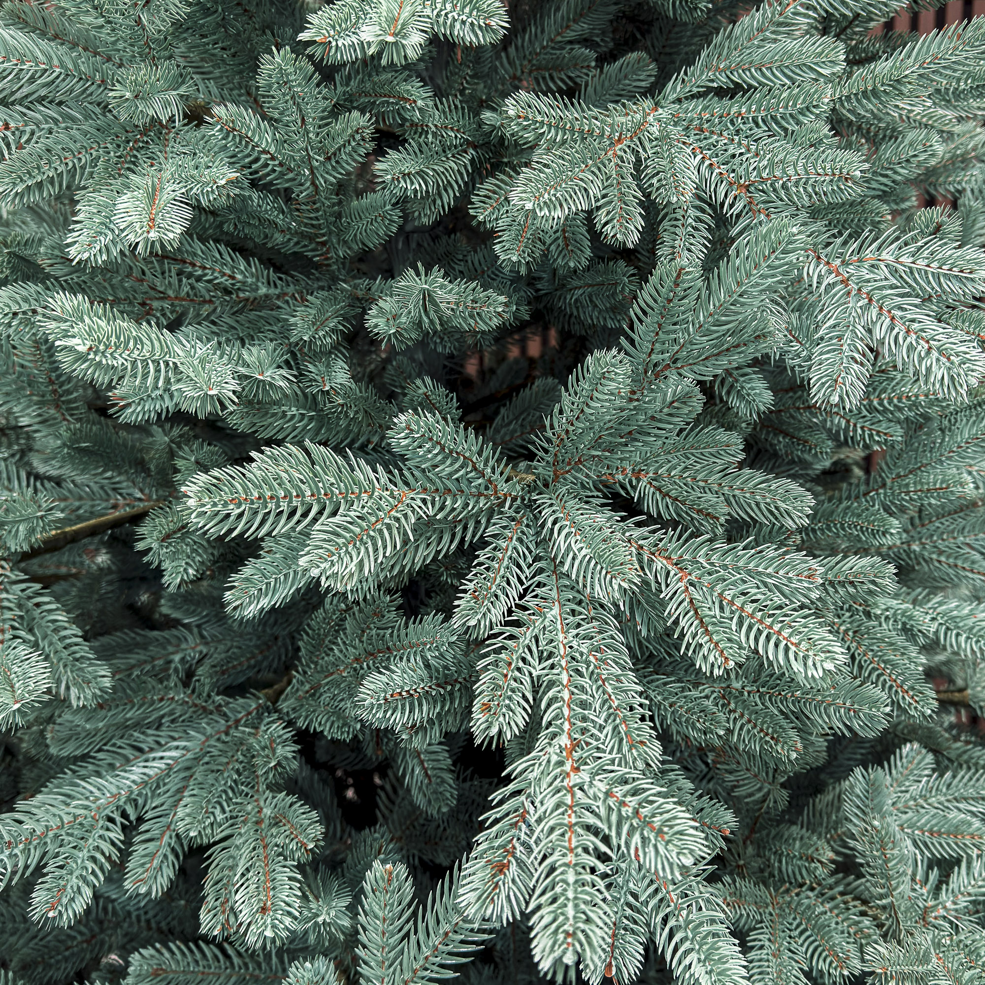 Sersimo Viena Select ezüst műfenyő, Christmas Deluxe, teljes 3D, 250 cm - Image 11