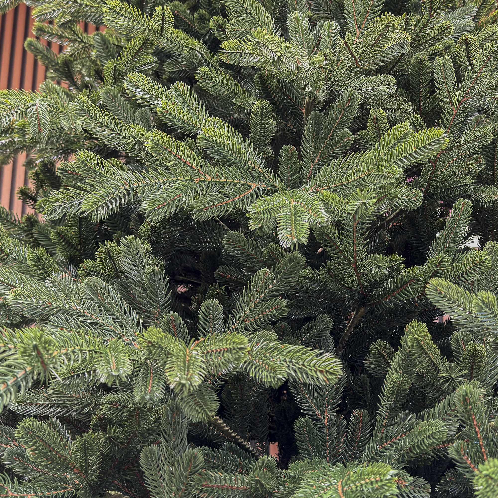Sersimo Viena Select műfenyő, Christmas Deluxe, teljes 3D, 250 cm - Image 10