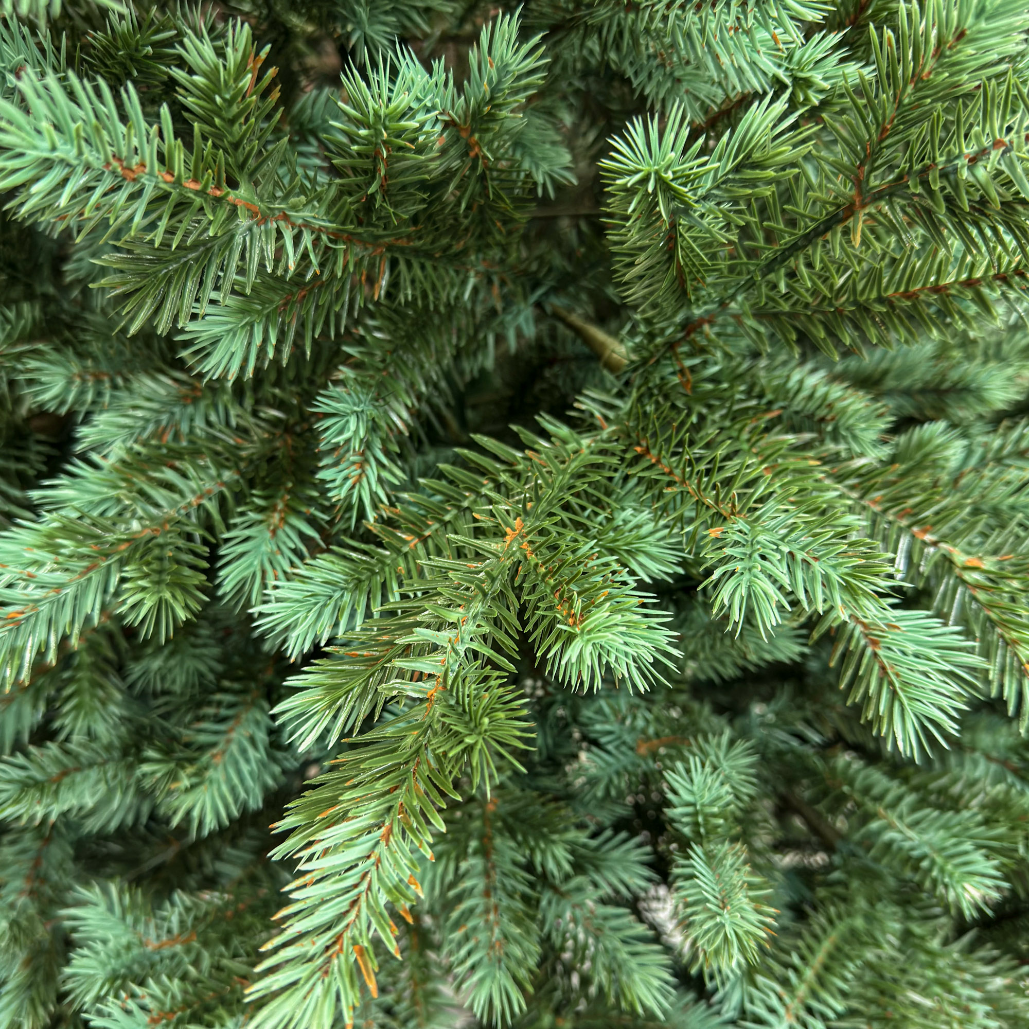 Brad artificial Sersimo, Scandinavia, verde cu varfuri argintii, integral 3D, 210 cm - Image 8