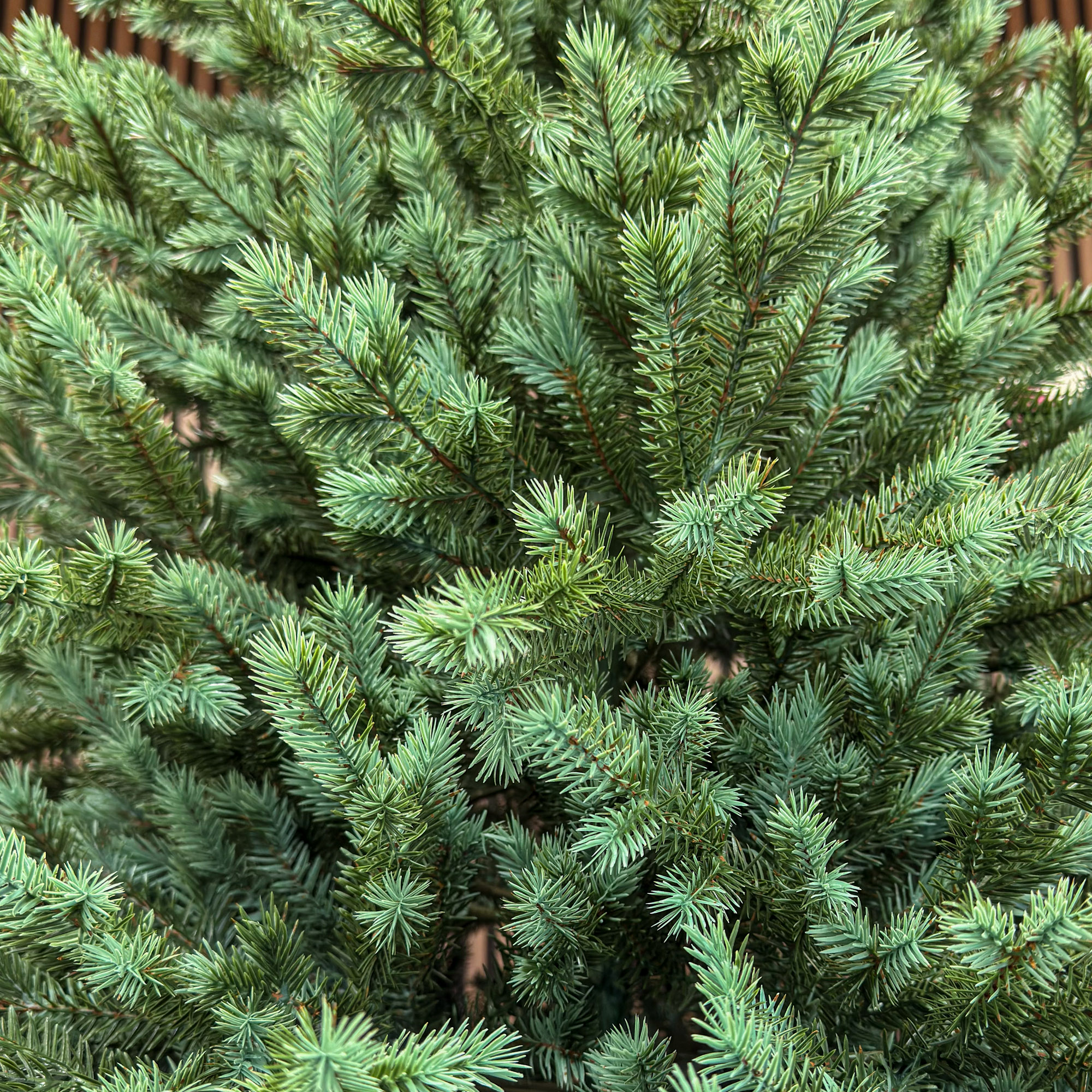 Brad artificial Sersimo, Scandinavia, verde cu varfuri argintii, integral 3D, 210 cm - Image 10
