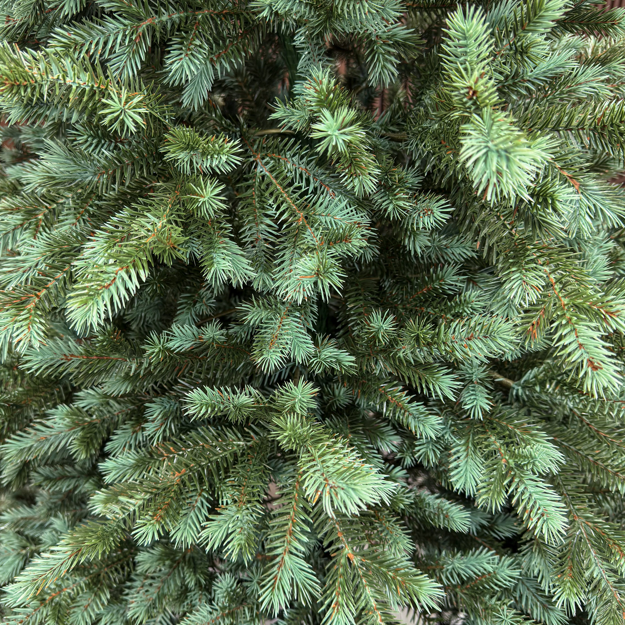 Brad artificial Sersimo, Scandinavia, verde cu varfuri argintii, integral 3D, 210 cm - Image 11
